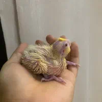 جوجه عروس سرلاکی(بالغ و جفت مولد)|پرنده|رشت, یخسازی|دیوار