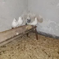 کبوتر رنگی درجه یک