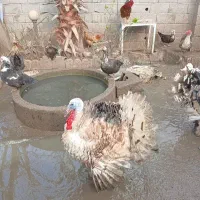 فروش خروس و غازاکراینی و غاز محلی بوقلمون و اردک