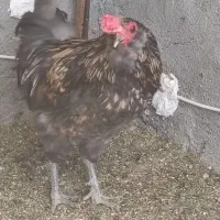 خروس مارانس انواع نژاد تخم رنگی