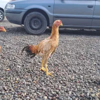 لاری ۷ ماهه خروس