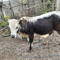 گاولیشه چالوسی ناف داردورگ|حیوانات مزرعه|رشت, خمیران زاهدان|دیوار