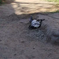 نر گمشده خریدارم|حیوانات|ایرانشهر, |دیوار