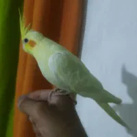 عروس هلندی لوتینو چشم شرابی