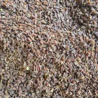 کشمش سبز و آبگیری انواع کشمش|خوردنی و آشامیدنی|رشت, منظریه|دیوار