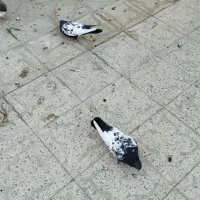 کبوتر سینه سیاه