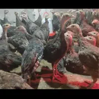 بوقلمون