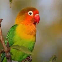 کوتوله کله سرخ زرنگ