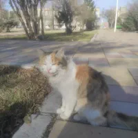 گربه خانگی با نژاد خوب|گربه|اردبیل, |دیوار