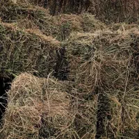 یونجه چین یک