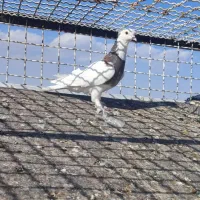 چند عدد کبوتر|پرنده|تربت‌حیدریه, میدان مرکزی|دیوار