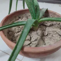 گیاه آلوئه ورا|گل و گیاه طبیعی|اصفهان, براآن شمالی|دیوار