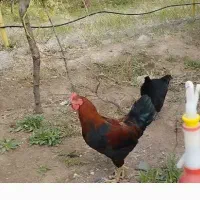 مرغ و خروس بلک استار