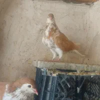 کفتر