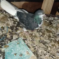 کبوتر خوشرنگ ماده|پرنده|دهدشت, |دیوار