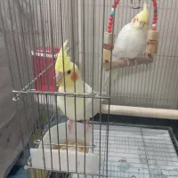 جوجه عروس هلندی