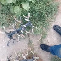 علف زنی، شخم زنی، کشت گل و گیاه، تیلر زن زعفران|خدمات باغبانی و درختکاری|مشهد, توس (بلوار توس)|دیوار