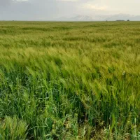 زمین جهت کشت بهاره