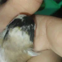 سهره چهارگل جفتی قناری