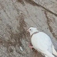 کفتر طوقی ماده|پرنده|پاکدشت, شهرک انقلاب|دیوار