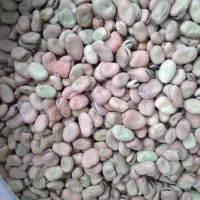 باقالی حدود ۵۰۰کیلو موجود هست