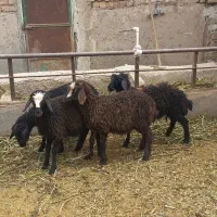 بره زیر مادری