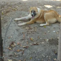 حیوانات|سگ|مینودشت, |دیوار