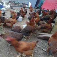 مرغ نژاد گلپایگان تخمگذار