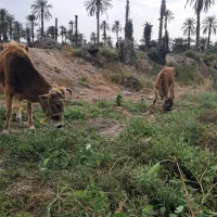 گاو ابس همراه با گوساله نر