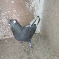 کبوتر|پرنده|ایذه, |دیوار