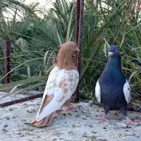 پرنده
