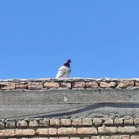 کبوتر