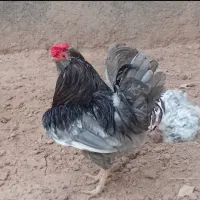 جوجه گلین