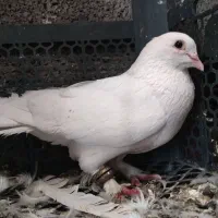 ۴ عدد کبوتر ناب زیبا