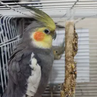 عروس هلندی جفت|پرنده|گلستان (تهران), |دیوار