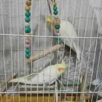 عروس هلندی|پرنده|شیراز, نصرآباد|دیوار