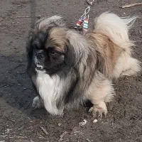 سگ پاکوتاه اشپیتز بیکینیز