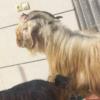 گوسفند وبزغاله جهت قربانی