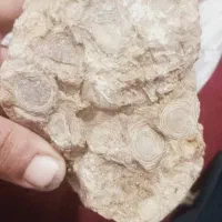 سنگ فسیل و شهاب سنگ مریخی|جواهرات|رباط‌کریم, رباط‌کریم|دیوار