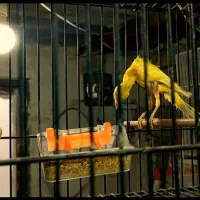 قناری یلو فاکتور|پرنده|مشهد, شفا|دیوار