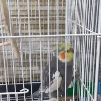 عروس هلندی|پرنده|نوشهر, |دیوار