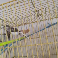 قناری معاوضه با قهوه ساز|پرنده|تربت جام, شهید نصرالهی|دیوار