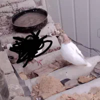 کبوتر شصتی و چادری|پرنده|تهران, مسعودیه|دیوار