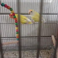 طوطی برزیلی