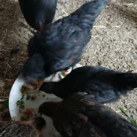 مرغ استرالوپ محلی و بلک استار