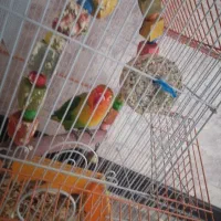 کوتوله ماده دم تخم