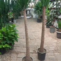 خدمات باغبانی گل کاری باغچه کاری هرس سمپاشی|خدمات باغبانی و درختکاری|تهران, شهرک آزمایش|دیوار