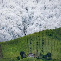 وام یا قسط ماشین