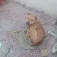 سگ پیت بول امریکایی اصل|سگ|خمین, |دیوار