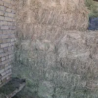 یونجه|لوازم جانبی حیوانات|کبودرآهنگ, |دیوار